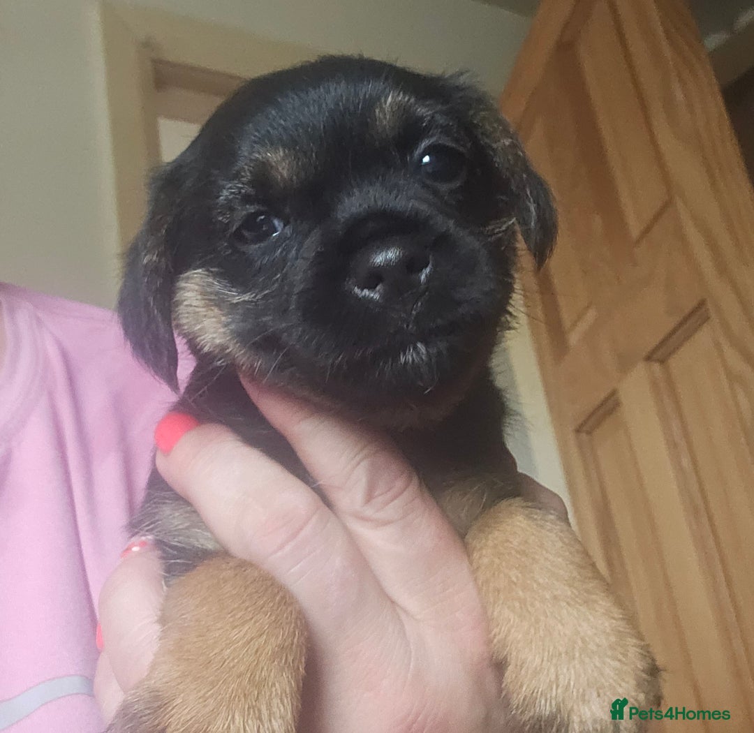 Border Terrier dogs for sale: The best border terriers - Image 8