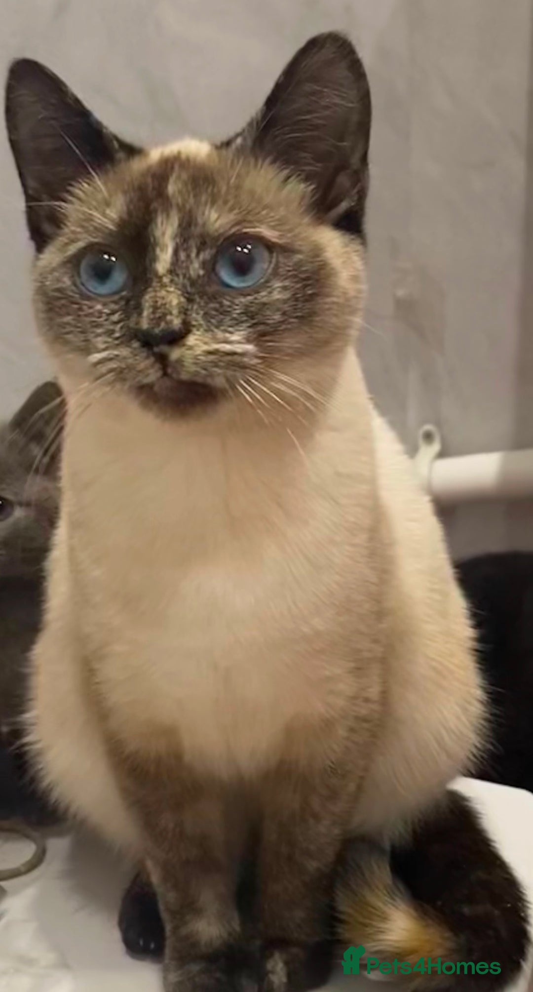 Siamese cats for sale: Siamese x kittens for sale  - Image 2