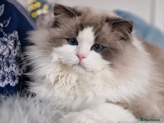 Ragdoll cats 🩷✨️WAITING LIST ExclusiveKittens💖 TICA🏆cattery - Advert 1