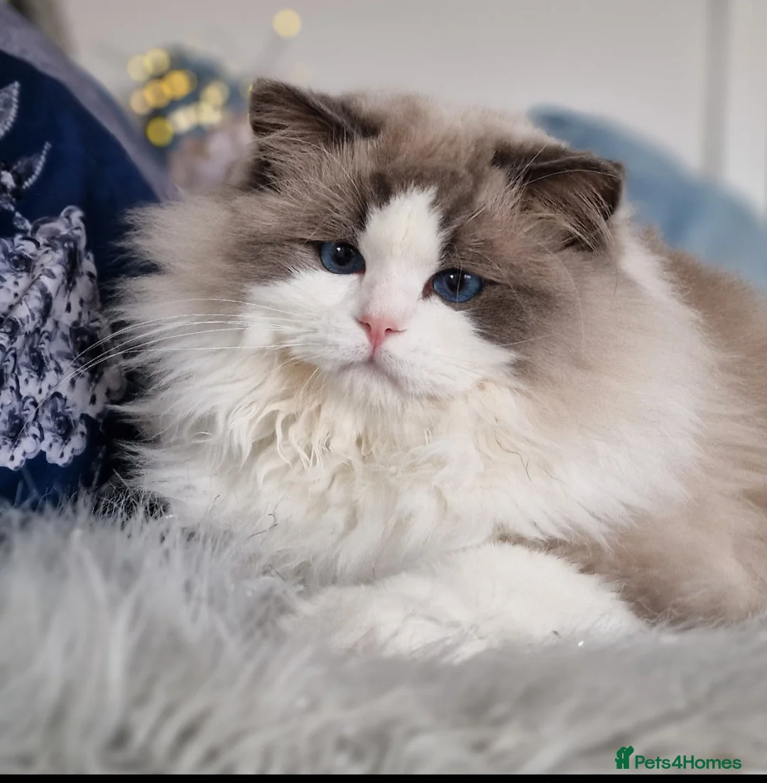 Ragdoll cats for sale: 🎀✨️Exclusive top quality kittens🎀 from🏆lines✨️ - Advert 20