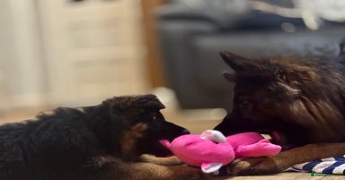 German Shepherd dogs - Advert 10