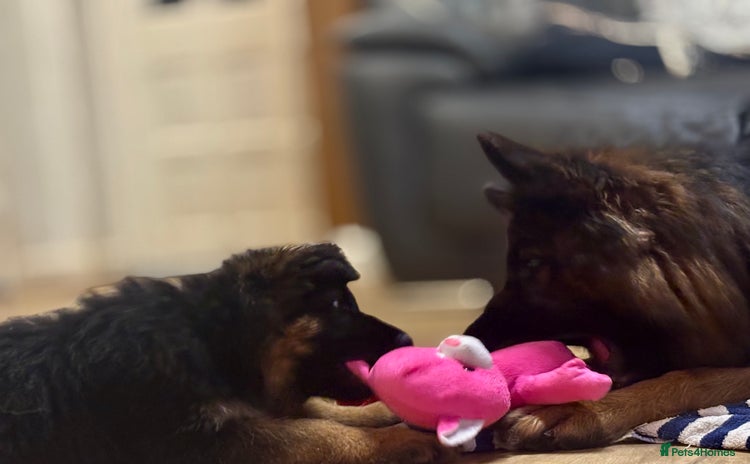 German Shepherd dogs - Advert 2