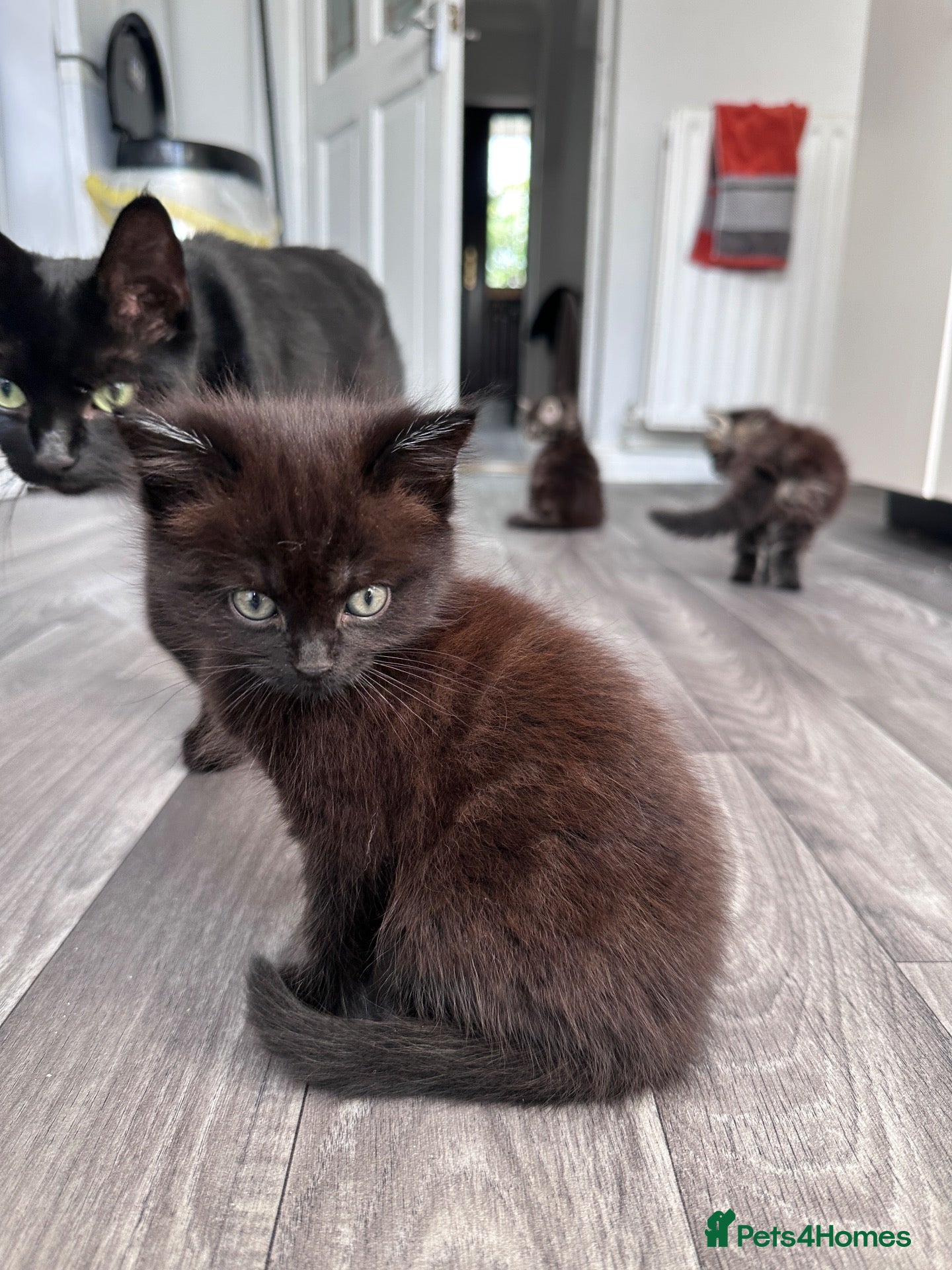 Mixed Breed cats Home-Raised Kittens  - Advert 18