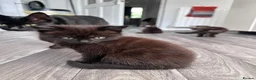 Mixed Breed cats for sale: Home-Raised Kittens  in Carrickfergus - Advert 3
