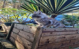 Maine Coon cats for sale: Beautiful male maine coon  - Image 10