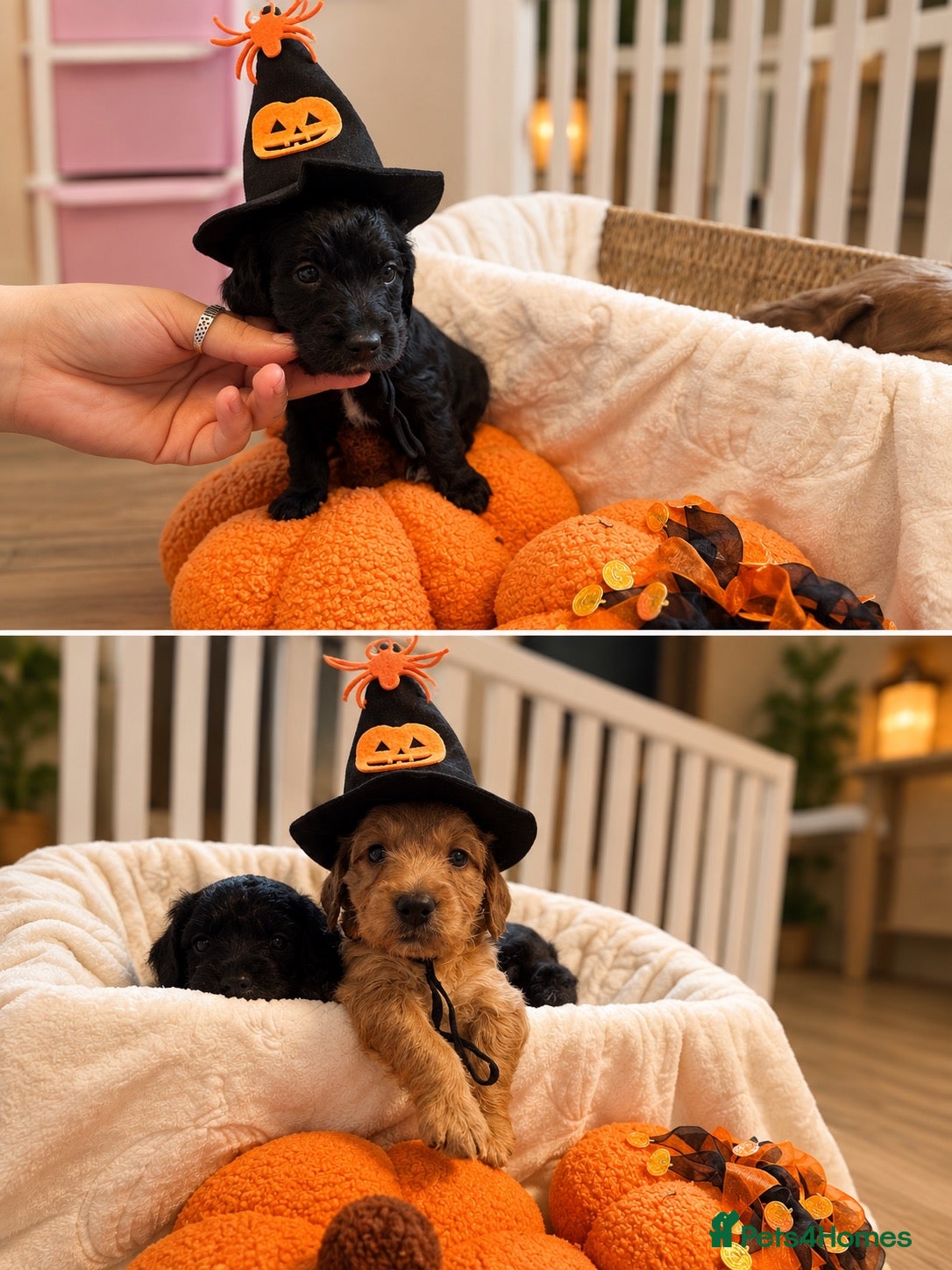 Cockapoo dogs 🐾 GORGEOUS FB1 COCKAPOO PUPPIES 3 boys available  - Advert 16