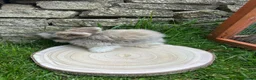 Angora rabbits for sale: Full Face English Angoras - Advert 32