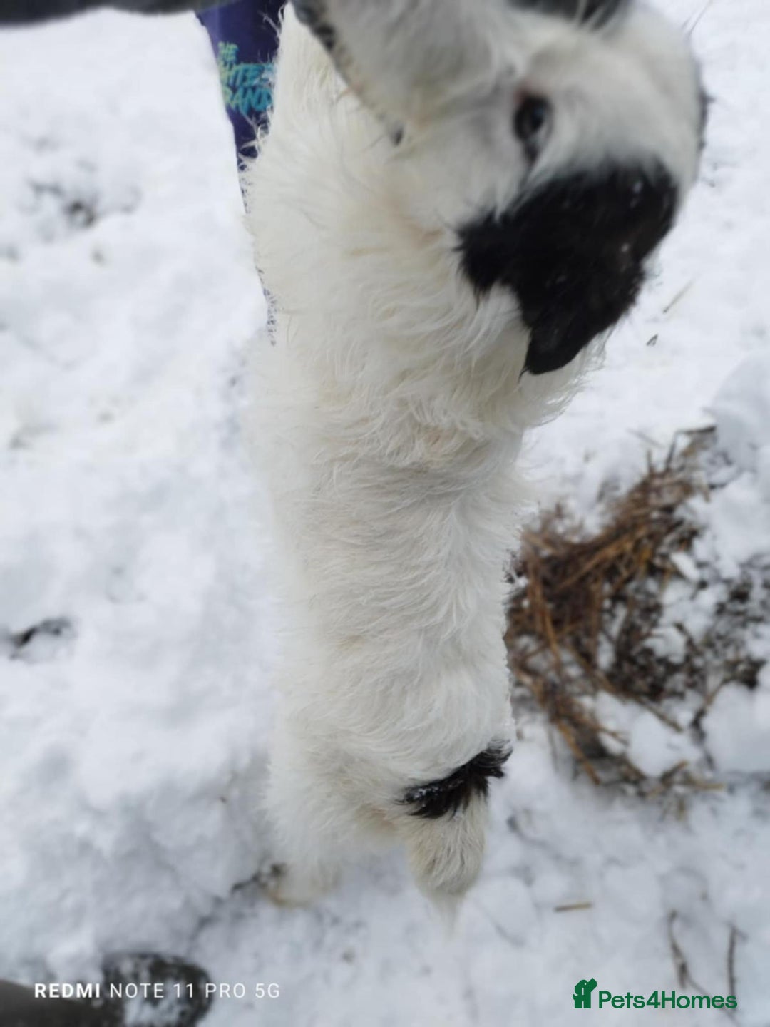 Mixed Breed dogs for adoption: 🤍 Alex 🤍 Confident cuddle-bug for a Loving Home - Advert 6