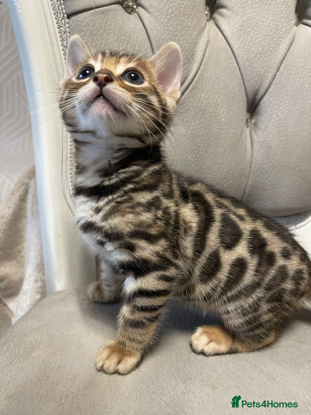 Bengal cats for sale: 5 Outstanding bengal kittens ready for a family  - Advert 14