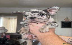 French Bulldog dogs for sale: 🤍READY TO LEAVE 🤍 French bulldog puppies 🤍 - Image 15
