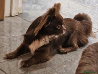 Chihuahua dogs Chihuahua Chocolate longhaired Stud in Romford - Advert 18