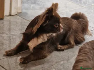 Chihuahua dogs Chihuahua Chocolate longhaired Stud in Romford - Advert 2