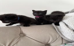 Mixed Breed cats for sale: Maine Coon mixed kittens  - Image 3