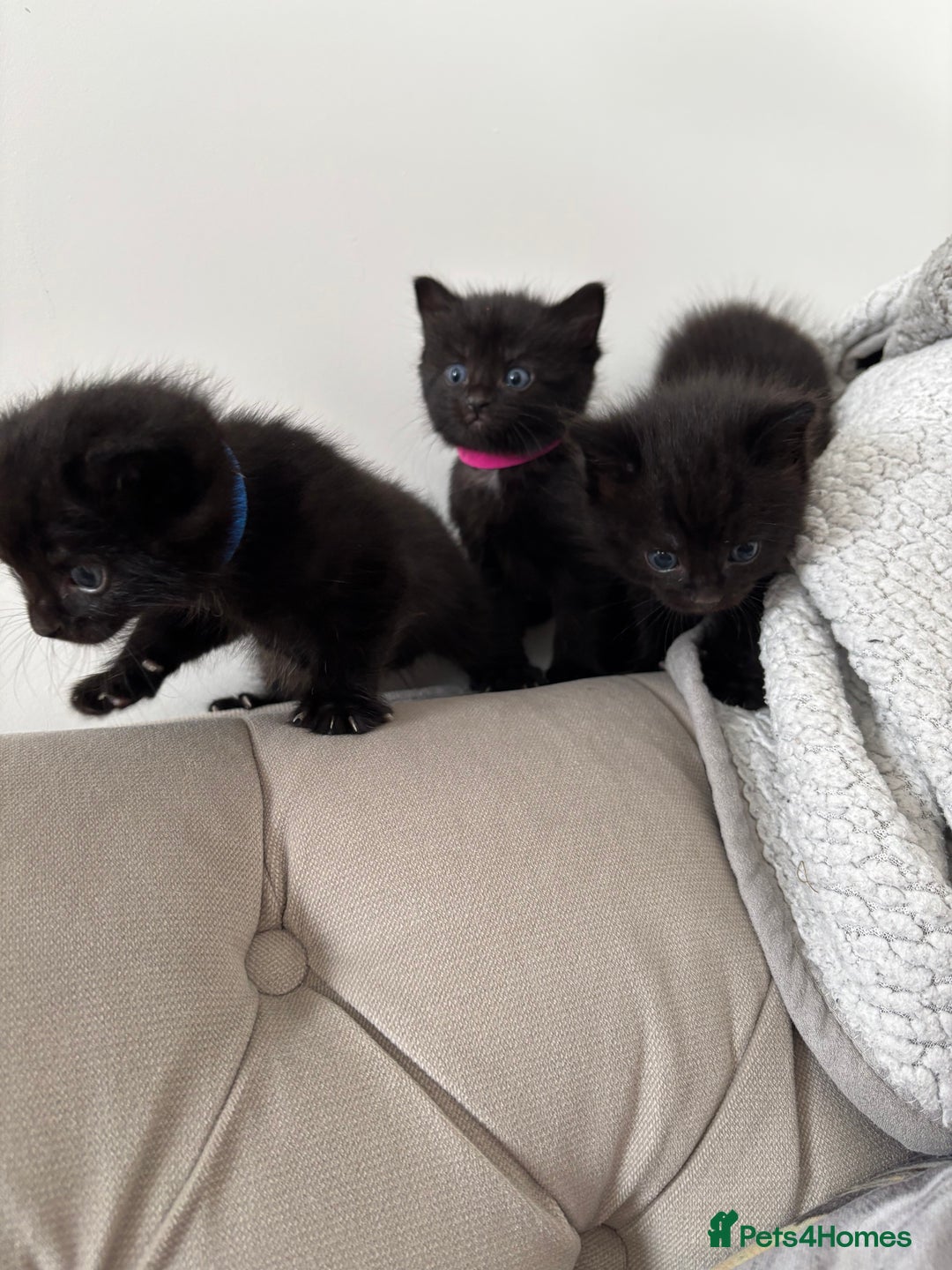 Mixed Breed cats for sale: Maine Coon mixed kittens  - Image 3