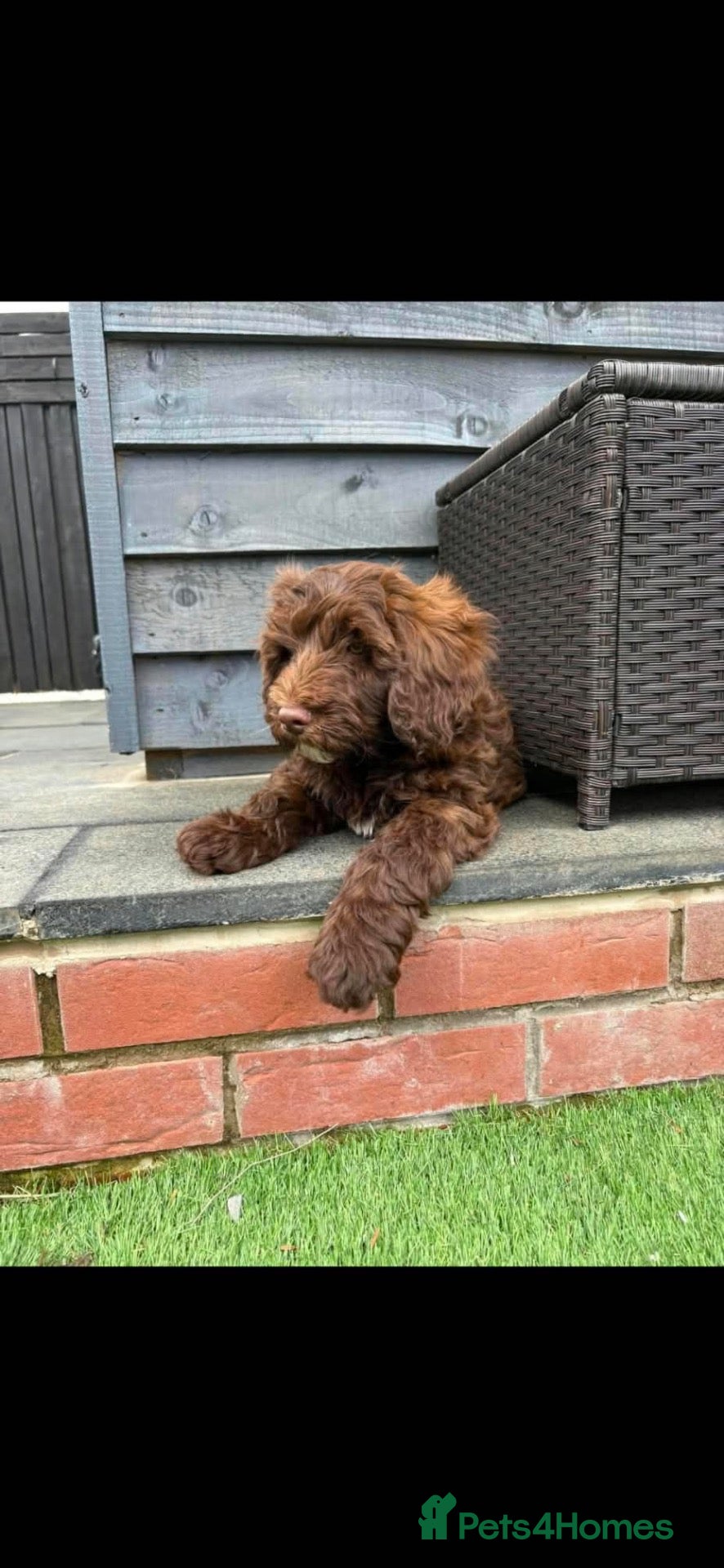 Cockapoo dogs Sarah - Advert 1