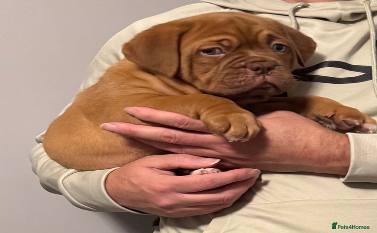 Dogue De Bordeaux dogs Outstanding Chunky KC DDB Puppies - Advert 3