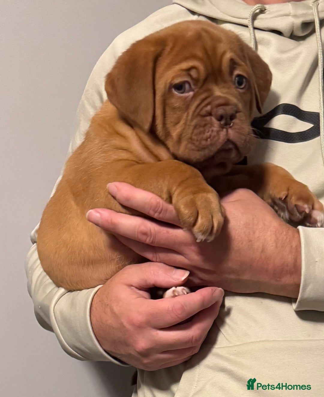 Dogue De Bordeaux dogs for sale: Ready to go last Outstanding Chunky KC DDB Puppy - Advert 10