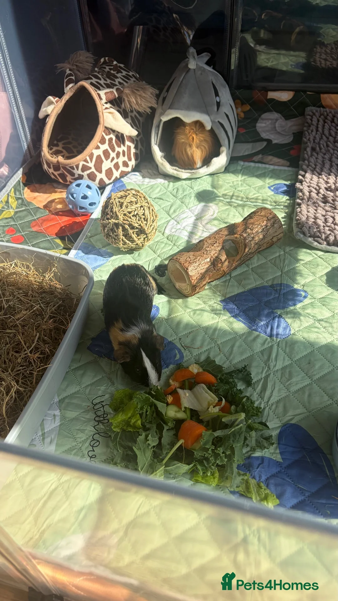 Guinea Pig rodents for sale: 2 male piggies  - Advert 5