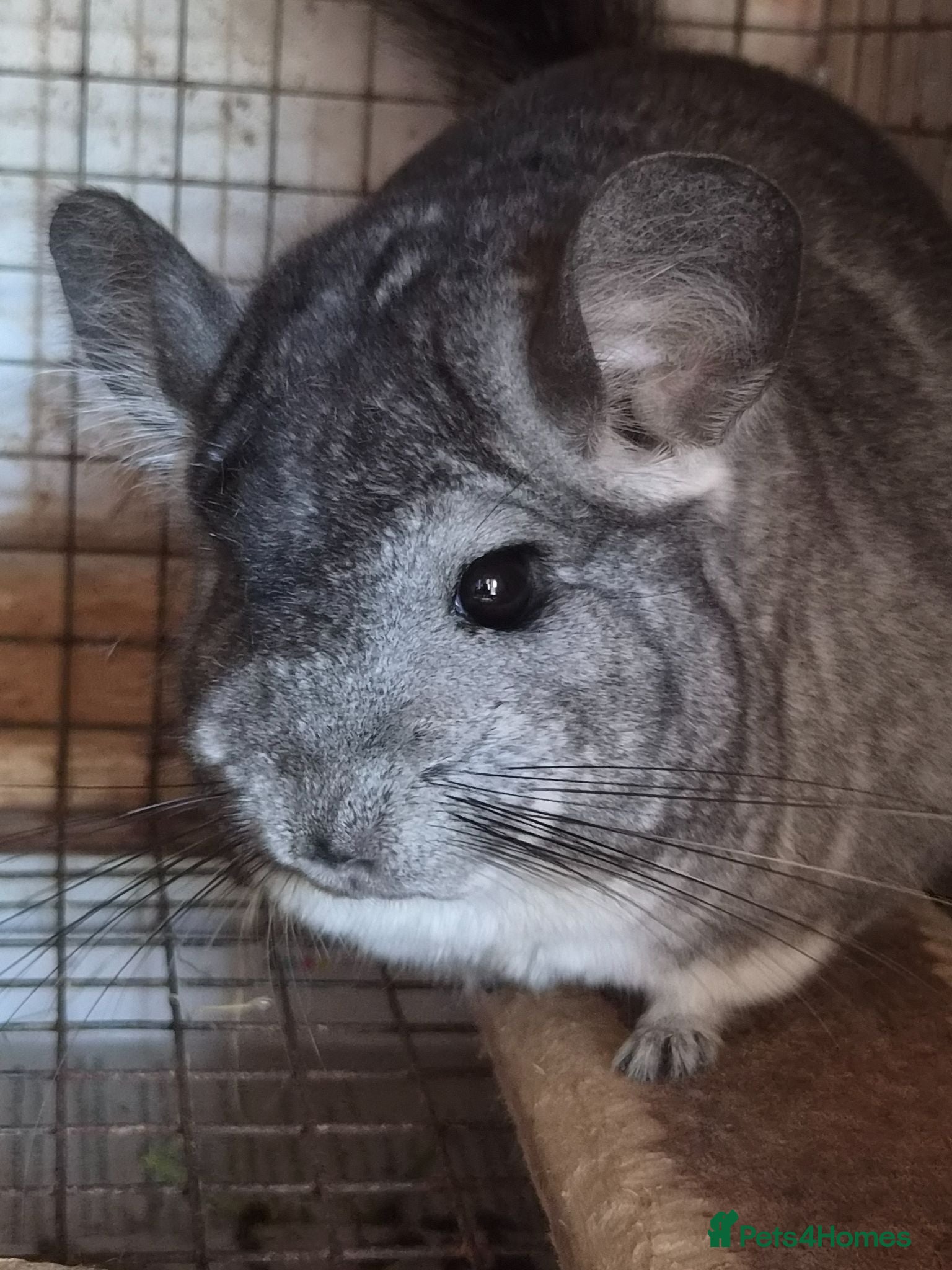 Chinchilla rodents Chinchillas  - Advert 2