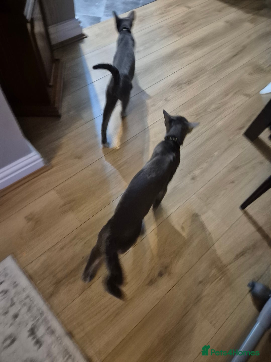 Oriental cats for sale: Beautiful blue/gray oriental kittens - Advert 24