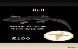 Leopard Gecko reptiles for sale: Multiple leopard gecko babies for quick sale!  - Image 4