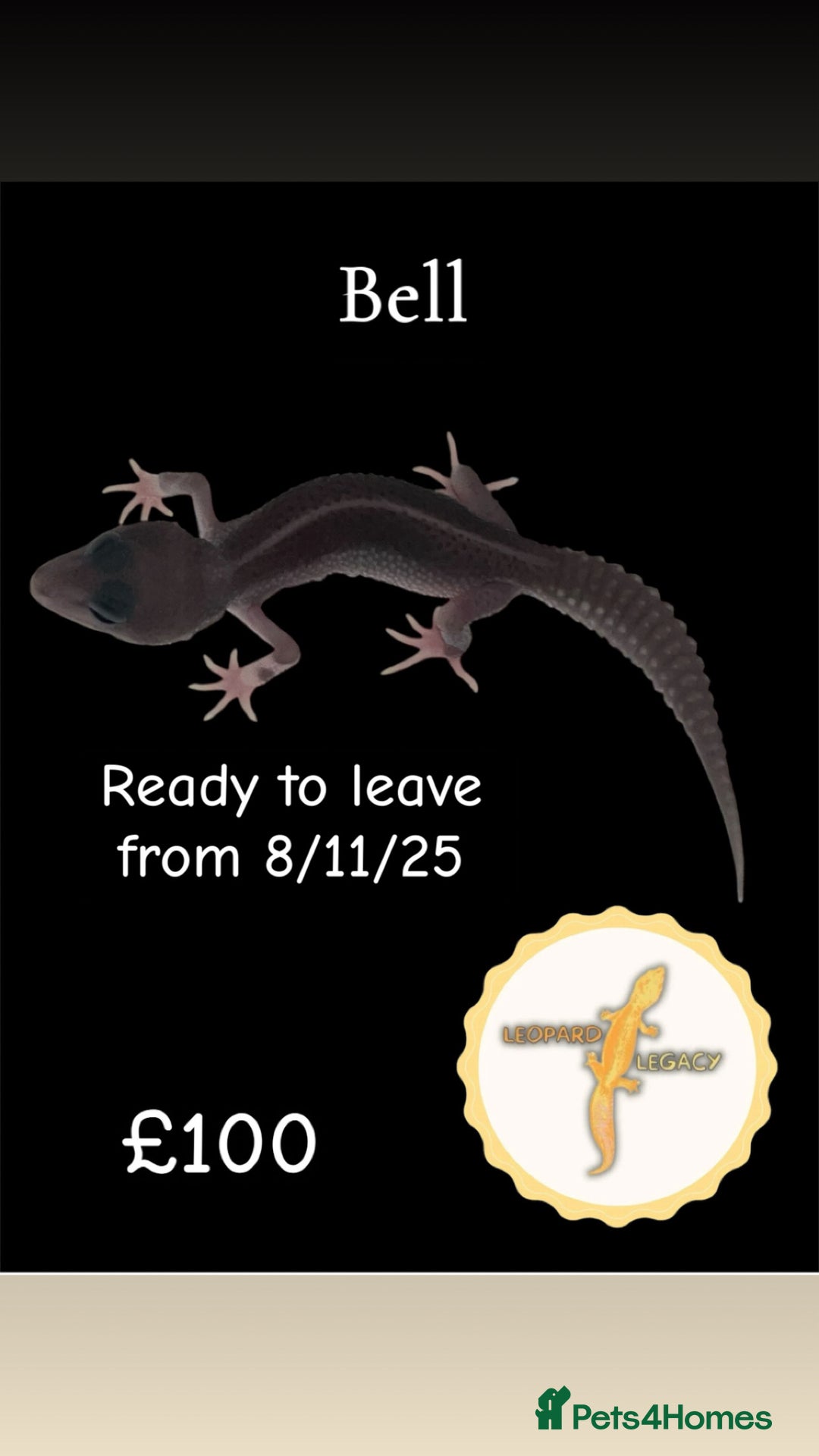 Leopard Gecko reptiles for sale: Multiple leopard gecko babies for quick sale!  - Image 4
