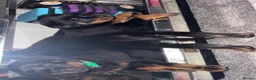 Rottweiler dogs for sale: Rottweilers puppy’s  - Advert 18