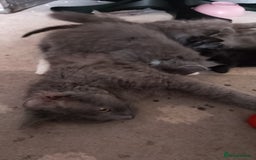 LaPerm cats for sale: LAST Female Grey Laperm X - Image 3