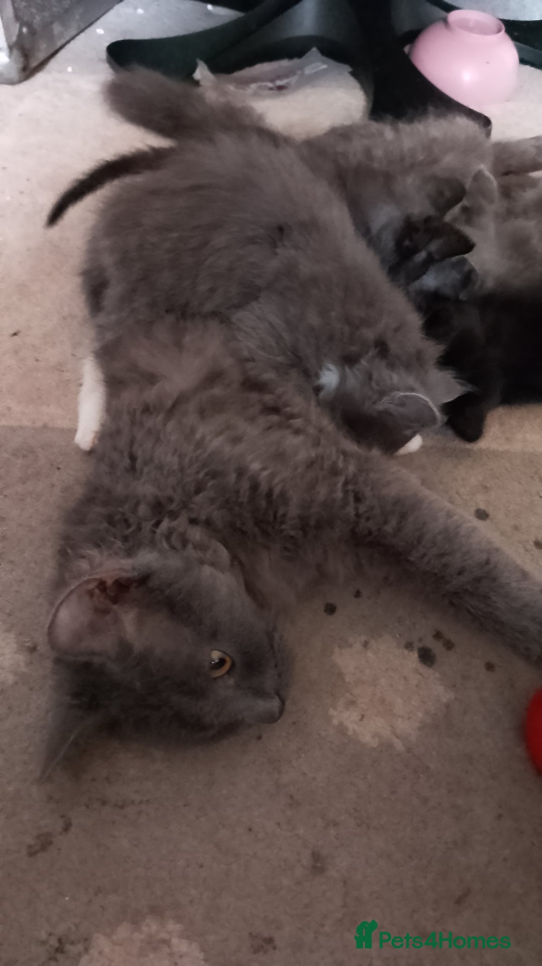 LaPerm cats for sale: LAST Female Grey Laperm X - Image 3