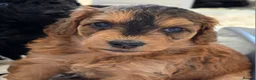 Cockapoo dogs for sale: Health Tested F1b Cockapoo Puppies - Advert 20