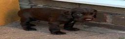 Cocker Spaniel dogs for sale: Kc registered working cocker spaniel puppies in Rotherham - Advert 21