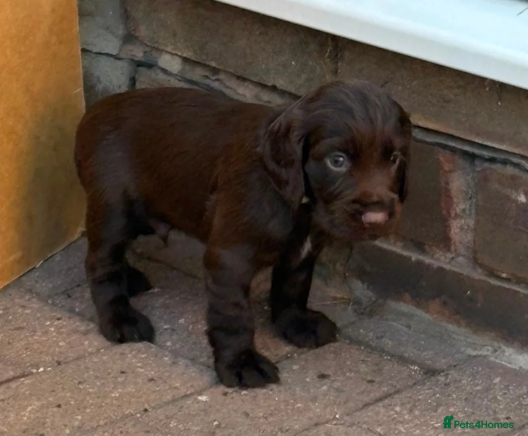 Cocker Spaniel dogs for sale: Kc registered working cocker spaniel puppies in Rotherham - Advert 21