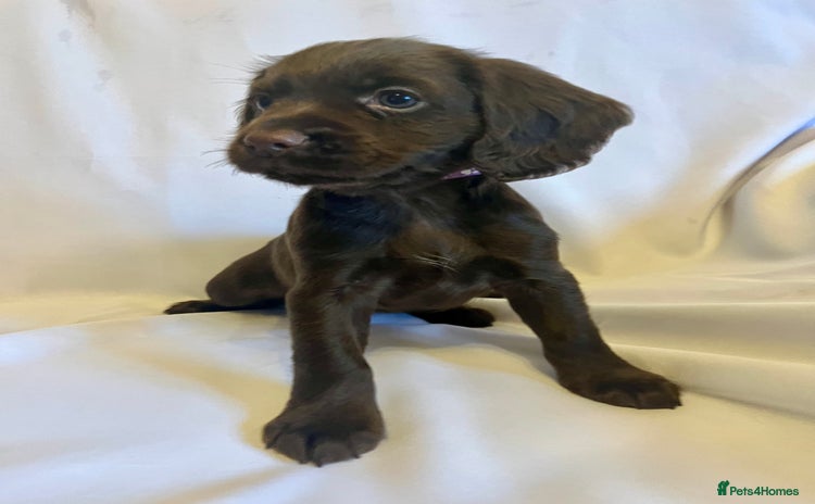 Cocker Spaniel dogs - Advert 3