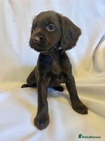 Cocker Spaniel dogs - Advert 5