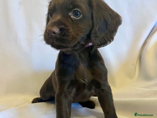 Cocker Spaniel dogs - Advert 29