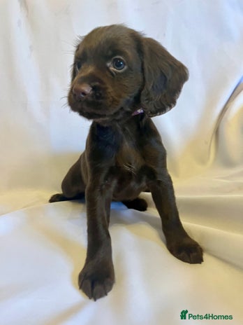 Cocker Spaniel dogs - Advert 3