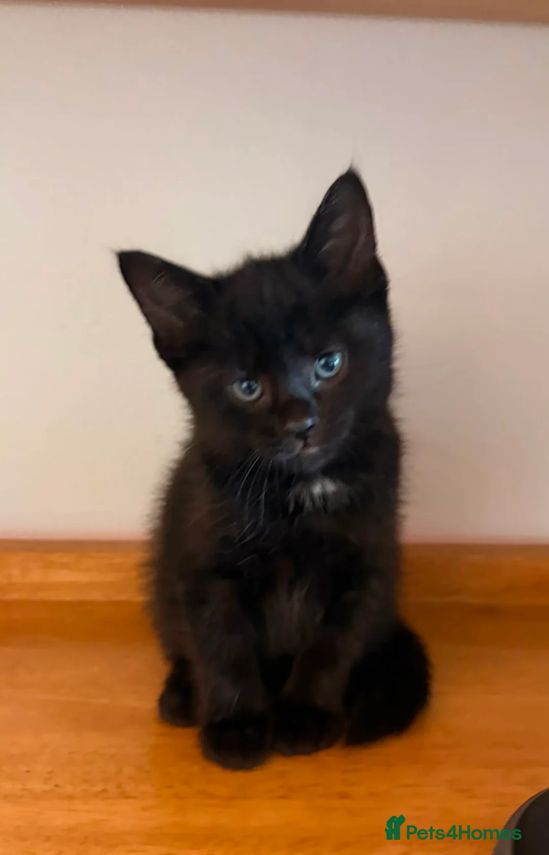 Mixed Breed cats for sale: 4 playful kittens  - Advert 1