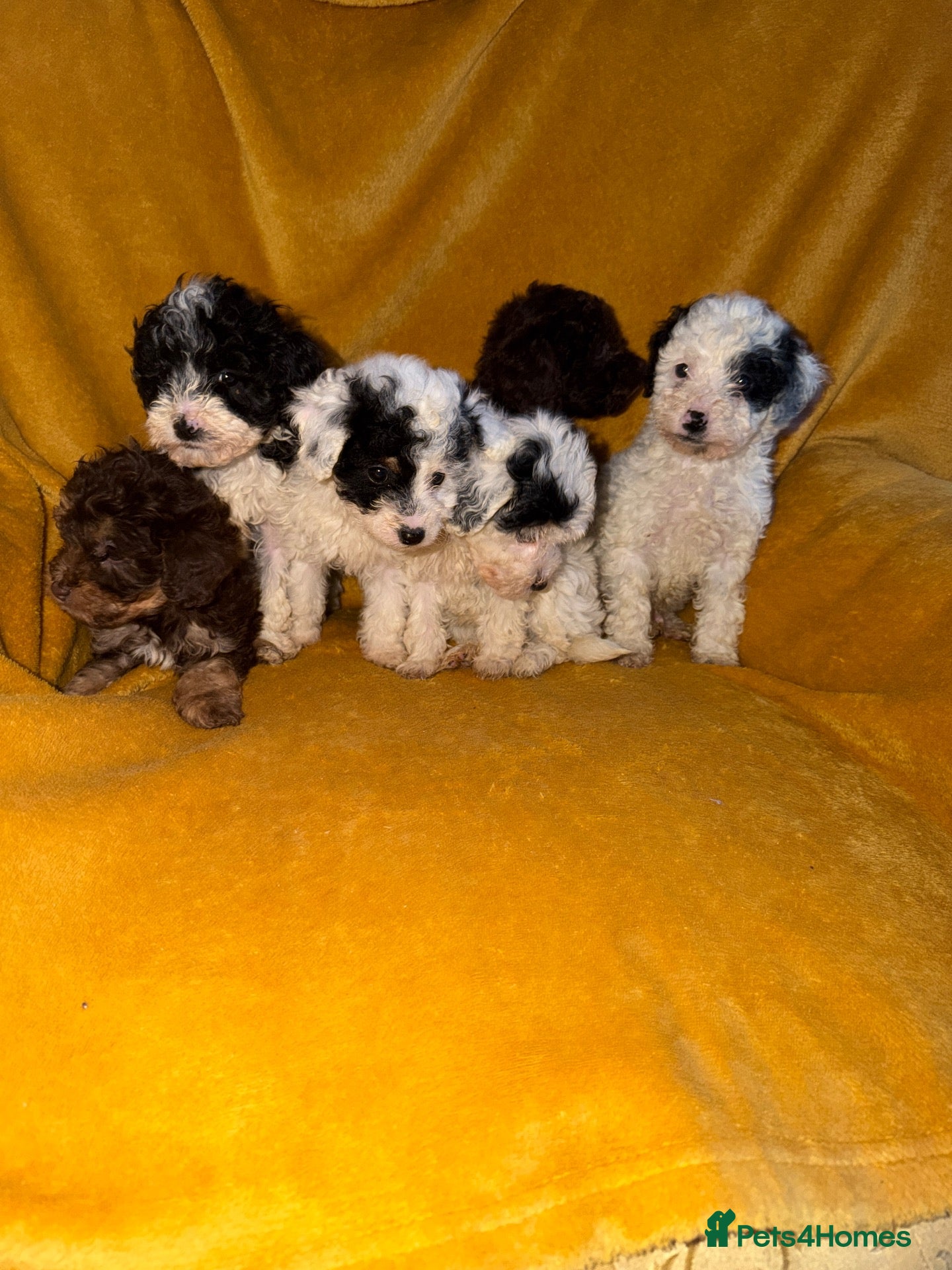 Cavapoo dogs for sale: Beautiful Cavapoo pups sale  - Advert 2