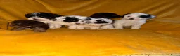 Cavapoo dogs for sale: Beautiful Cavapoo pups sale  - Advert 2