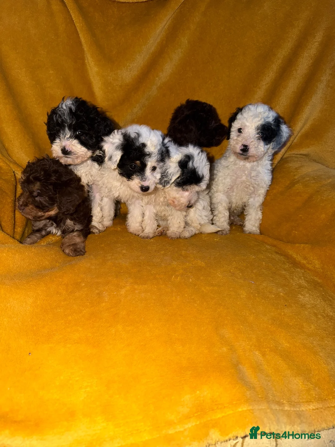 Cavapoo dogs for sale: Beautiful Cavapoo pups sale  - Advert 2