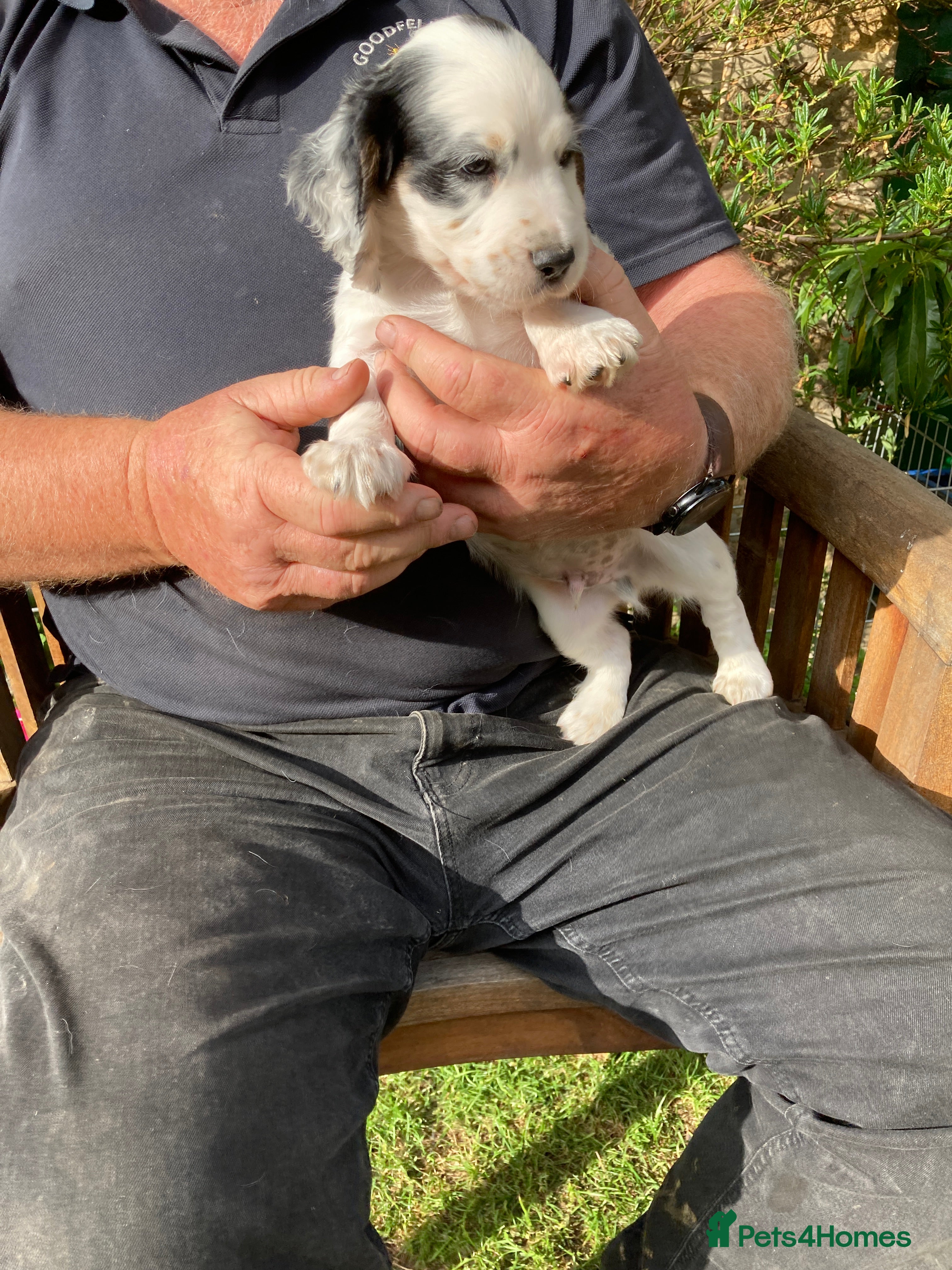 Cocker Spaniel dogs Cocker Spaniel Pups, Working Type, KC Reg - Advert 2