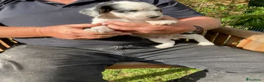 Cocker Spaniel 3