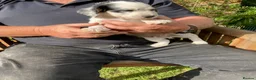 Cocker Spaniel dogs for sale: Cocker Spaniel Pups, Working Type, KC Reg - Advert 2