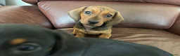 Miniature Dachshund dogs for sale: Beautiful kc reg short haired dachshunds  - Advert 3