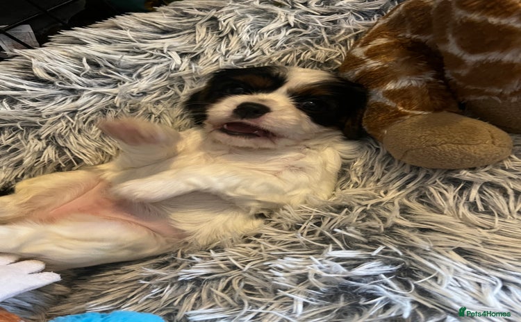 Cavalier King Charles Spaniel dogs - Advert 2