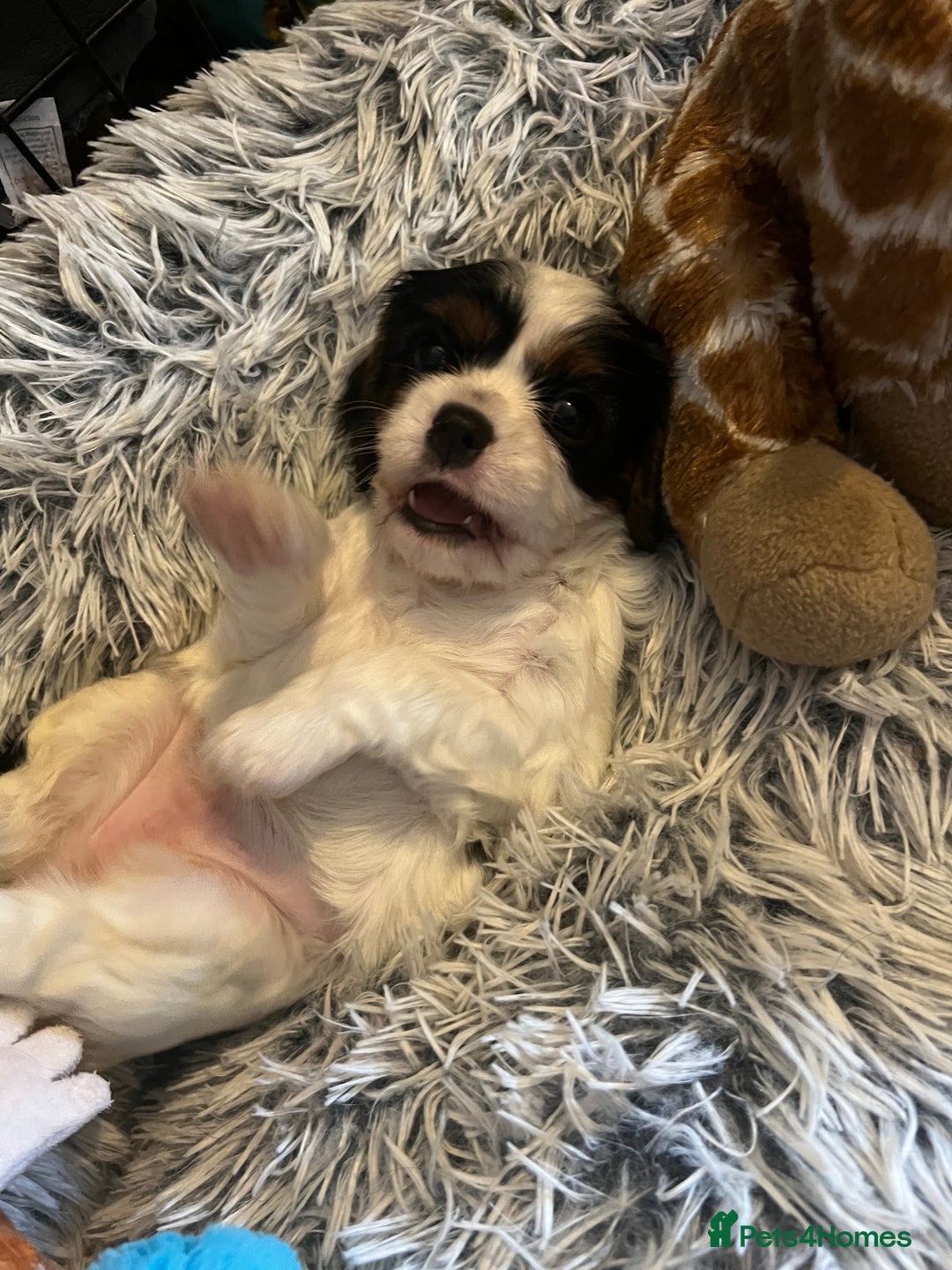 Cavalier King Charles Spaniel dogs for sale: 3 beautiful tri girls available  - Image 4