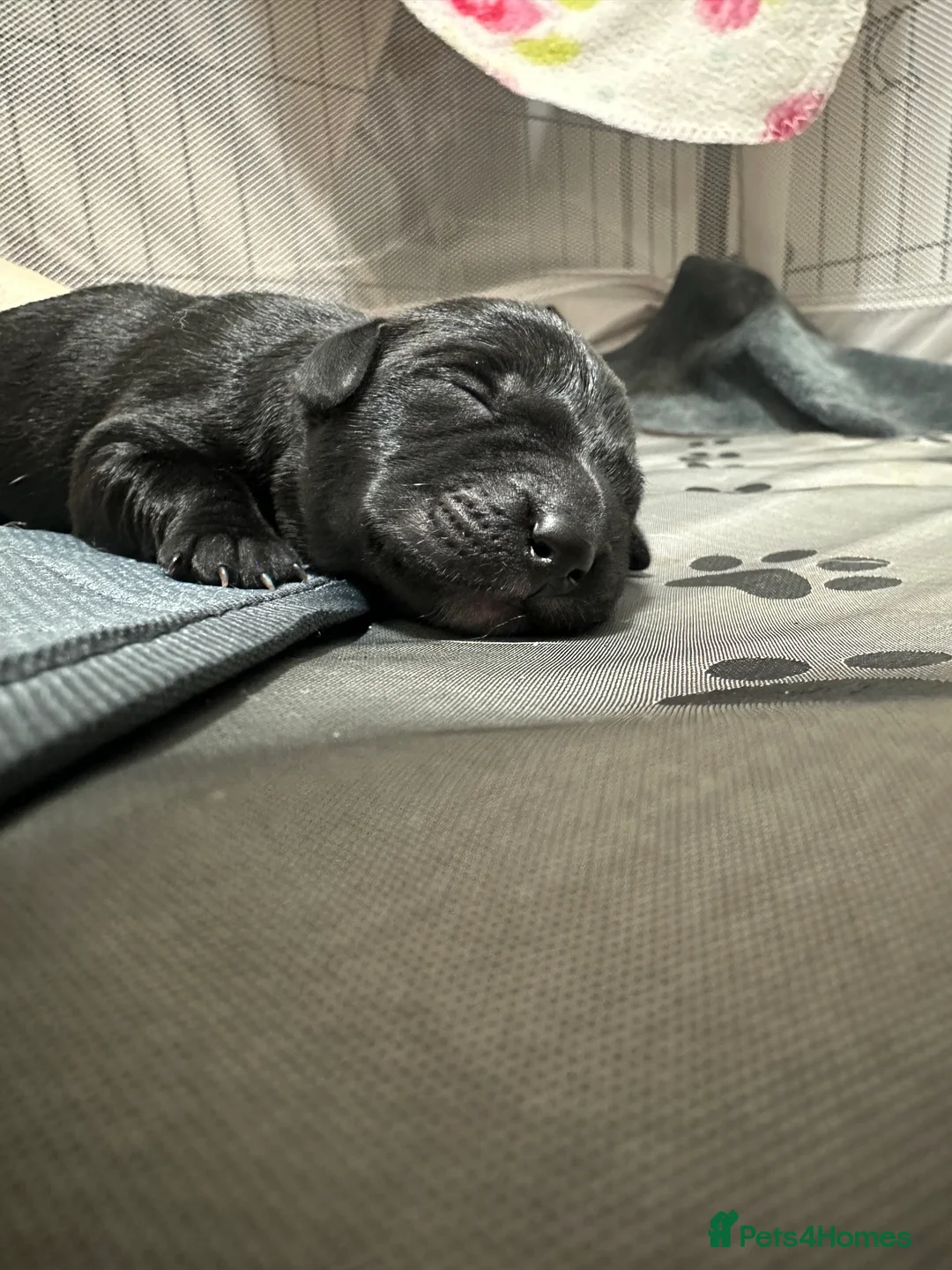 Goldador dogs for sale: Beautiful Goldador Pups  - Advert 5