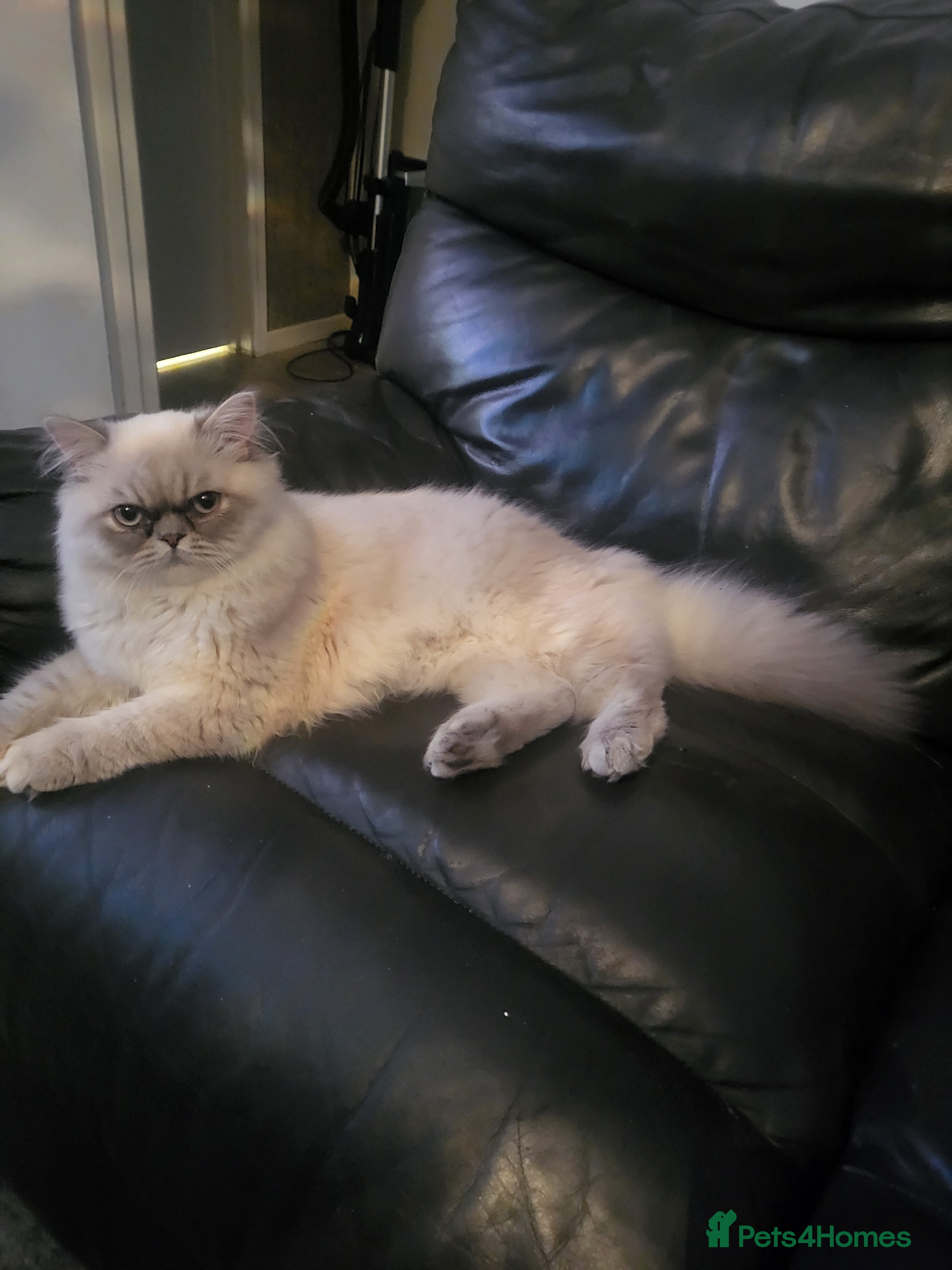 Persian cats Introducing super stud Snowball  in Leicester - Advert 1