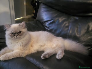 Persian cats in Leicester - Advert 10