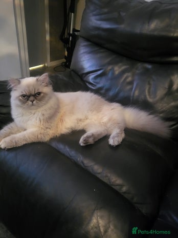 Persian cats Introducing super stud Snowball in Leicester - Advert 14